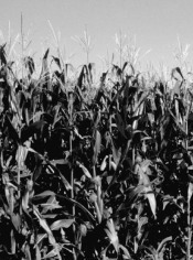 Cornfield